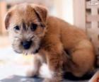 Norwich Terrier yavrusu